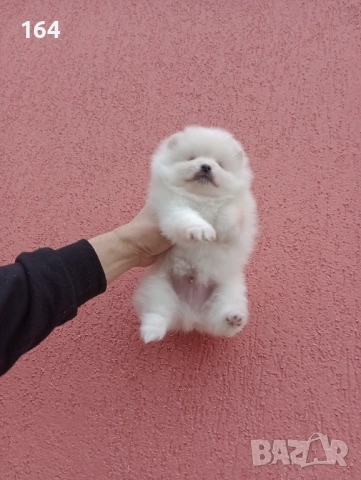 Бели Померани. Реални снимки от 05.01.26 г. , снимка 10 - Померан - 52932932