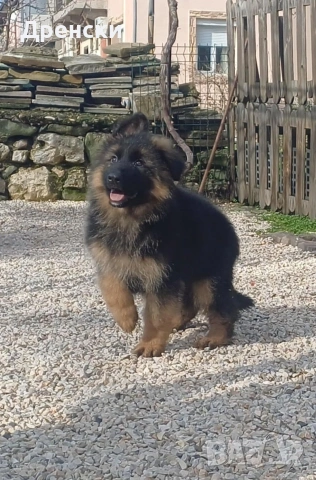дългокосмести немски овчарки, снимка 2 - Немска овчарка - 53396729