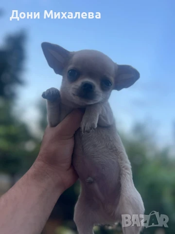 мъжко чихуа хуа , снимка 1