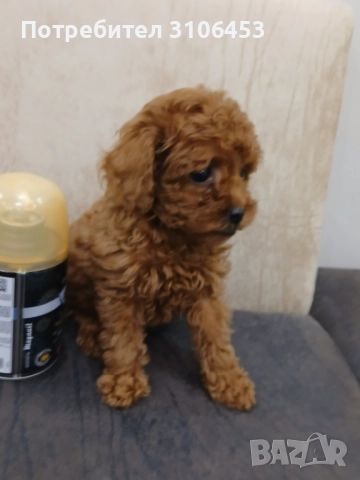 Той пудел toy poodle, снимка 2 - Пудели - 52416914
