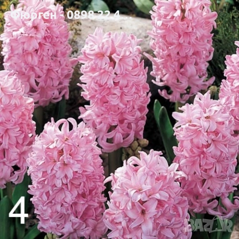 Луковици на Зюмбюл - 7 вида, снимка 4 - Разсади - 51456505