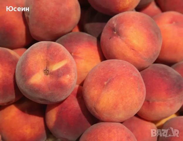 Фиданки от праскови, снимка 2 - Разсади - 52674247