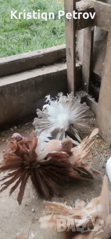 продавам фенерлии, снимка 4 - Гълъби - 52884902