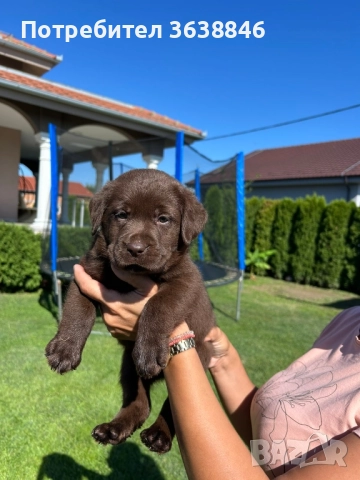 Лабрадор ретривър, снимка 2 - Лабрадор ретривър - 51784779