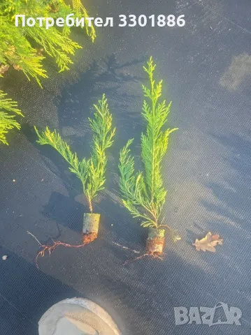 Лейланди, Cupressocyparis leylandii, в мултипалети. 20-30cm., снимка 5 - Разсади - 48092695