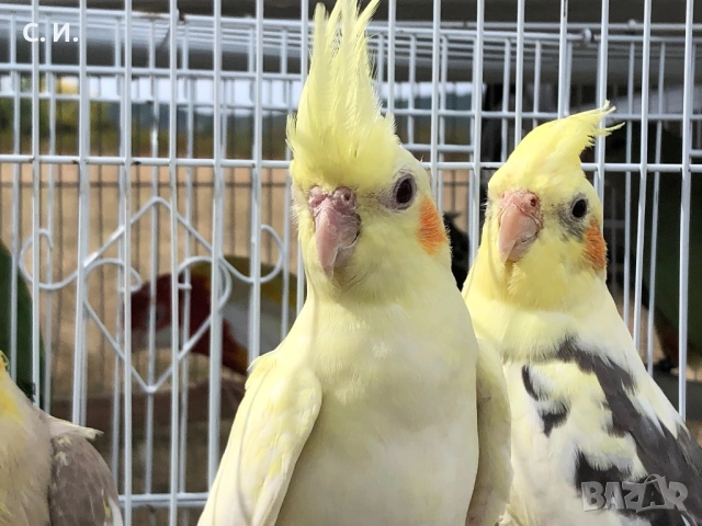 Различни видове папагали , снимка 10 - Папагали - 51972963