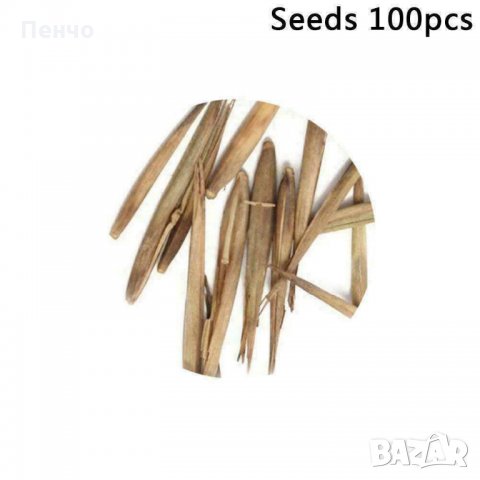100 бр бамбукови семена от черен бамбук Black Bamboo растение декорация за двора и градината, снимка 2 - Стайни растения - 28091310