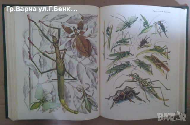 Жизн животнъих Енциклопедия в седем тома на руски език, снимка 6 - Енциклопедии, справочници - 44865955