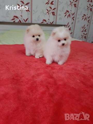 Померан померани померанчета