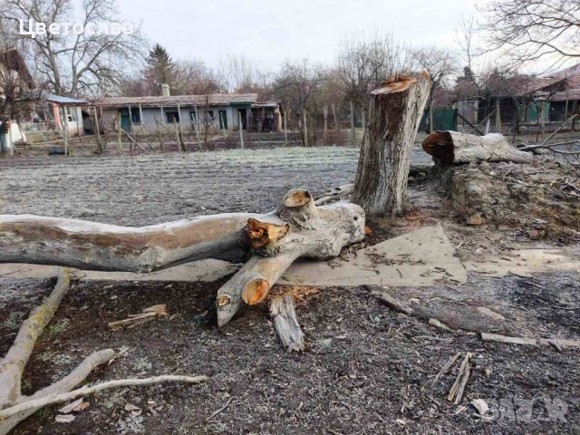 Орех с разрешение в Шуменско