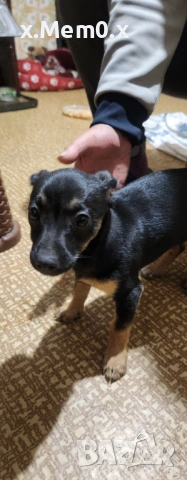 Мини пинчер