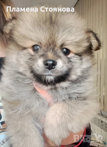 Продавам малки померани 