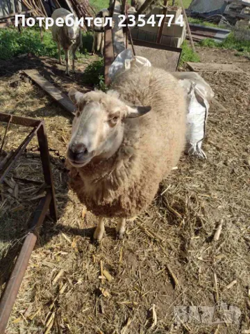овце, снимка 1