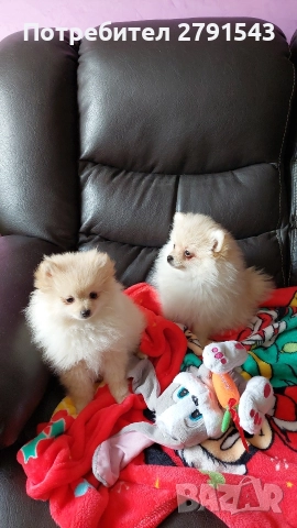 померан померанче , снимка 6 - Померан - 52673911