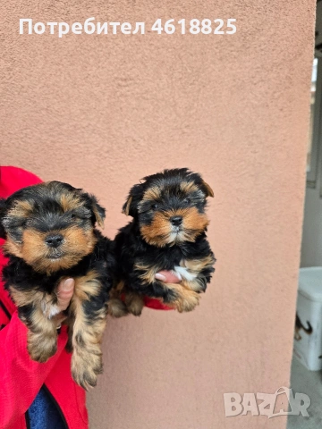 Йоркширски териери 