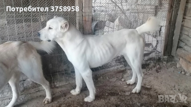 продавам алабаи женски на 1г, снимка 13 - Алабай - 52142140