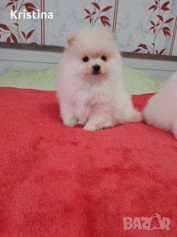 Померан померани померанчета, снимка 6 - Померан - 43700936