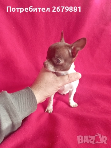 Момиче бяло с шоколад, снимка 4 - Чихуахуа - 52421954