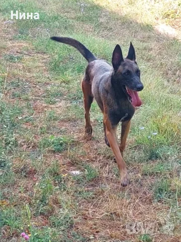 Белгийска овчарка , снимка 4 - Белгийска овчарка - 46723116