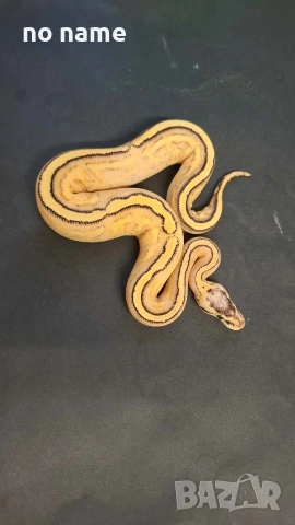 Продавам Кралски питон (Python regius) 