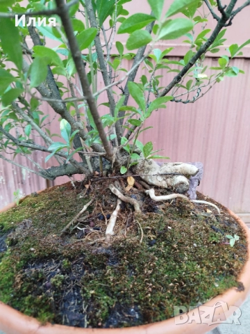 Бонсай заготовка Лигуструм , снимка 10 - Градински цветя и растения - 51556598