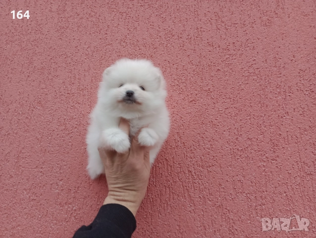 Померани. Реални снимки от 06.01.26 г. , снимка 5 - Померан - 52932942