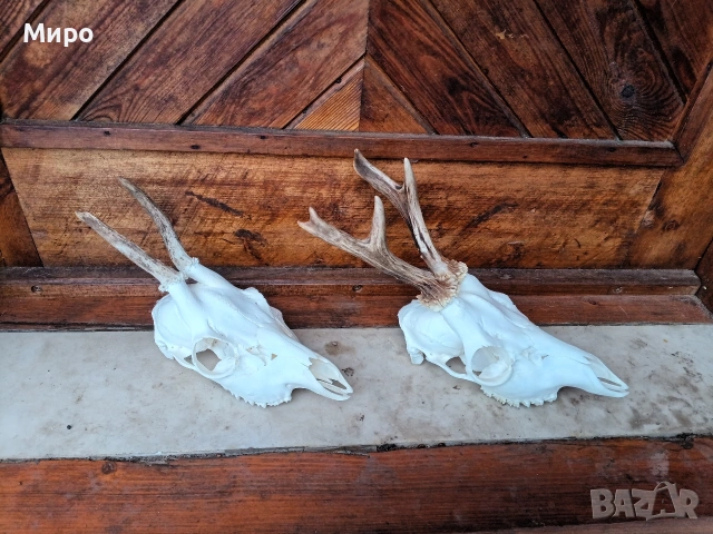 Трофей от сръндаци.Рога.2 бр., снимка 2 - Други - 53470396