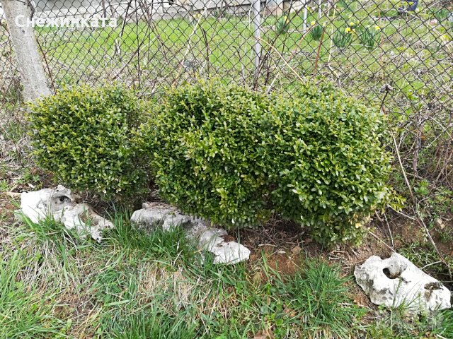 Чемшири за красиви градини, снимка 12 - Градински цветя и растения - 32554054