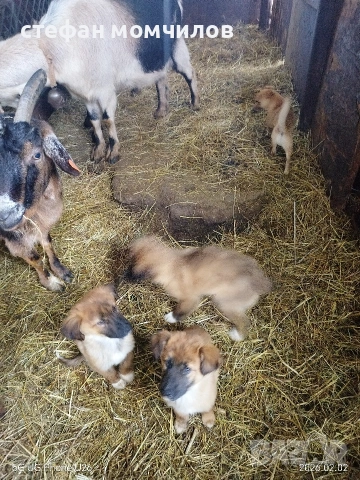 подарявам , снимка 3 - Други - 52606159