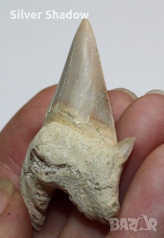 Фосилен зъб на акулата Otodus Obliquus - Плиоцен (5 - 66 Ма), снимка 2 - Колекции - 37432676