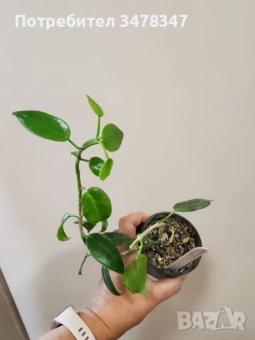 Хоя Susuela, снимка 3 - Стайни растения - 50673263