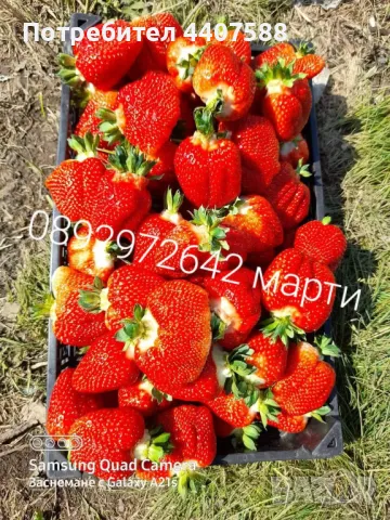 Разсад ягоди 