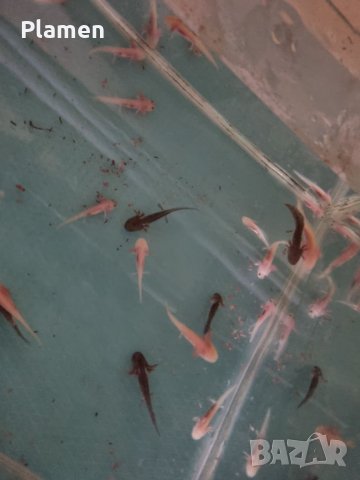 Продавам аксолотл (мексикански амбистоми) бебета и възрастни