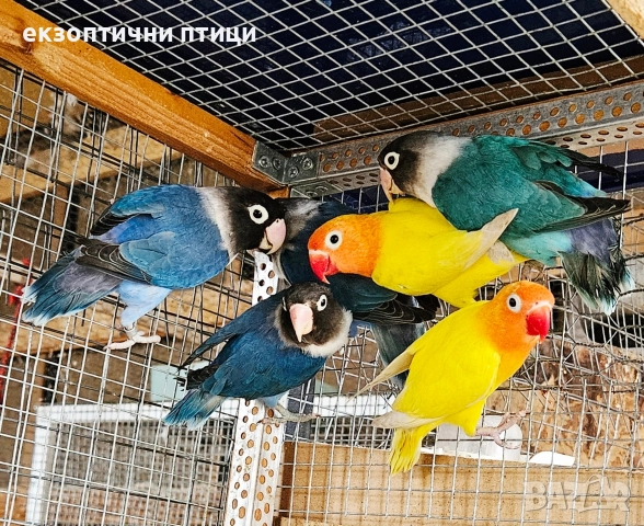 Продавам 2 двойки Неразделки 