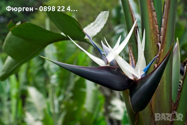 Стрелиция Николай (Strelitzia nicolai), снимка 3 - Разсади - 52907822