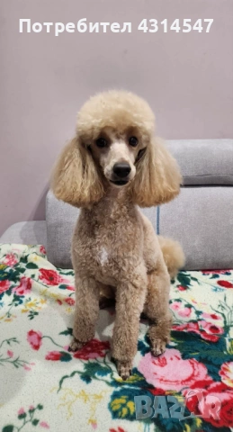 Джой Мини пудел на 4г си търси приятялка , снимка 5 - Пудели - 53590379
