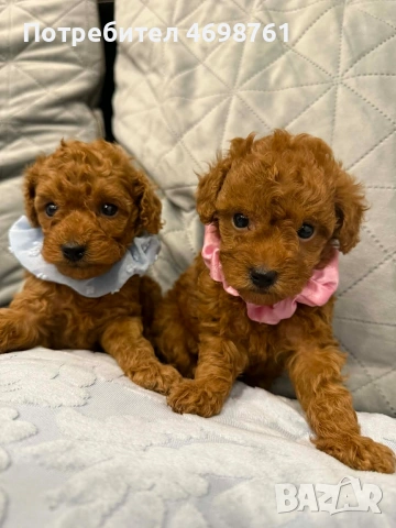 Той пудел//Пудел той, снимка 6 - Пудели - 53564195