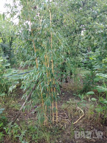 Бамбук Вивакс жълт Phyllostachys vivax 'Aureocaulis' , снимка 5 - Градински цветя и растения - 27535820