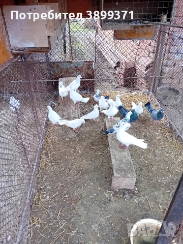Пазарджишки гълъби , снимка 3 - Гълъби - 53260859
