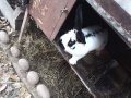 Продавам зайци, снимка 1