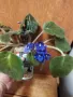 Теменужка, теменужки, сенполия синя, син цвят, снимка 16
