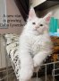 Котенце Мейн Кун, снимка 1 - Мейн кун - 26713468