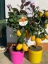   Лимон Лимонови дръвчета ,лимон дръвче цена, снимка 18