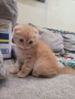 Шотландски клепоухи котета , снимка 1