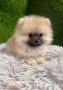Померан, снимка 1