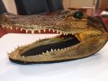 Автентична глава алигатор/крокодил, снимка 5