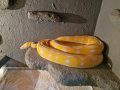 продавам змии, снимка 1 - Змии - 44098094