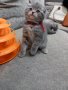 Шотландски клепоухи котенца на 2 месеца, снимка 6