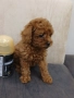 Той пудел toy poodle, снимка 2