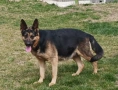 женска немска овчарка , снимка 5